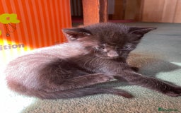 Mixed Breed cats for sale: Russian blue cross black and tabby kittens  - Advert 9