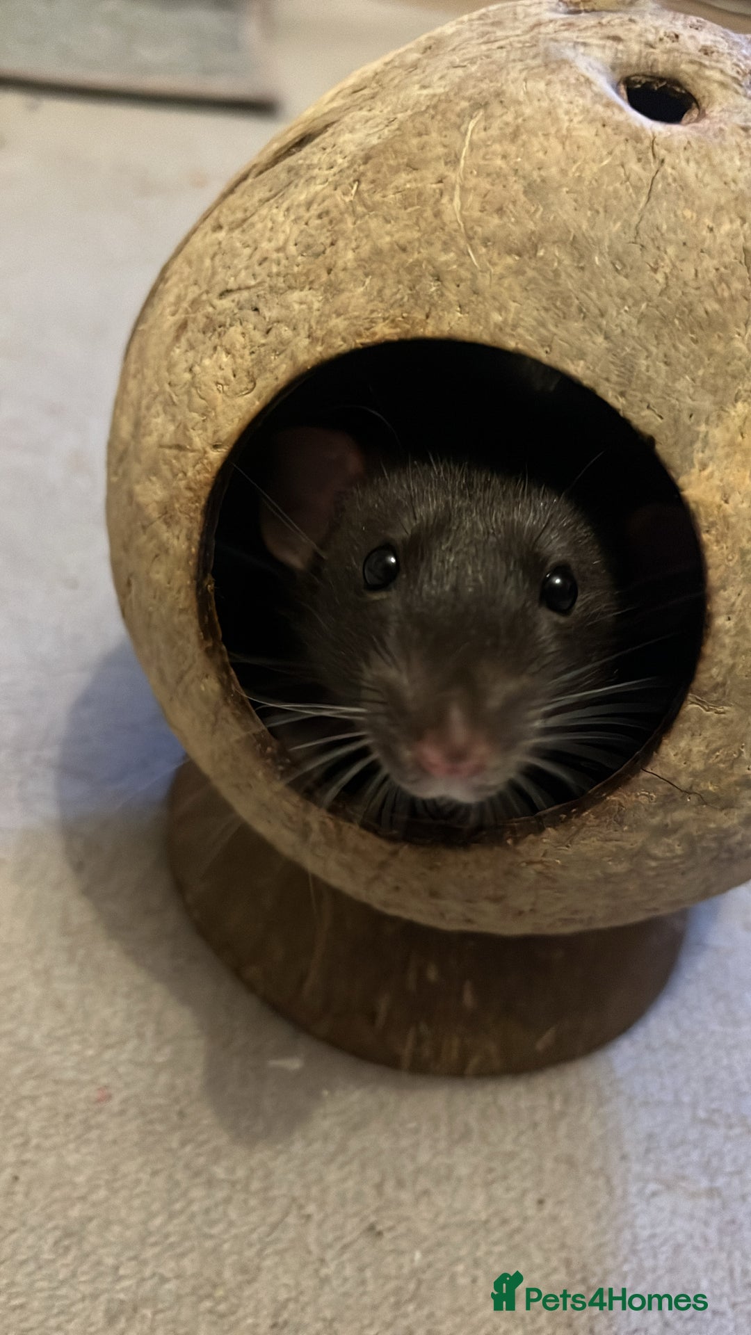 Rat rodents for sale: 2 Male Rats - Advert 1