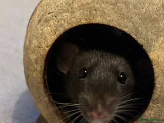 Rat rodents 2 Male Rats - Advert 5