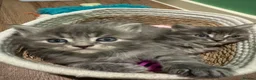 Mixed Breed cats for sale: Long haired Kittens  - Advert 6