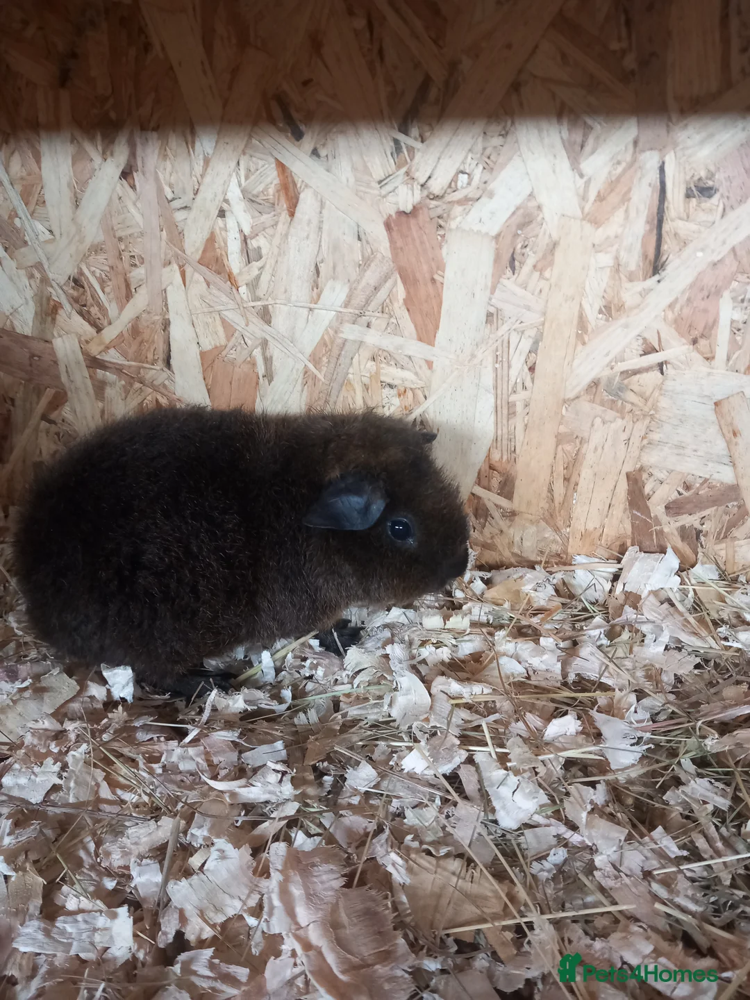 Guinea Pig rodents for sale: Teddy guinea pigs  - Advert 5