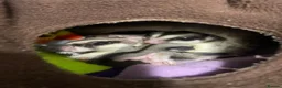 Sugar Glider rodents for sale: Grey Boy Ready to Leave - Advert 4