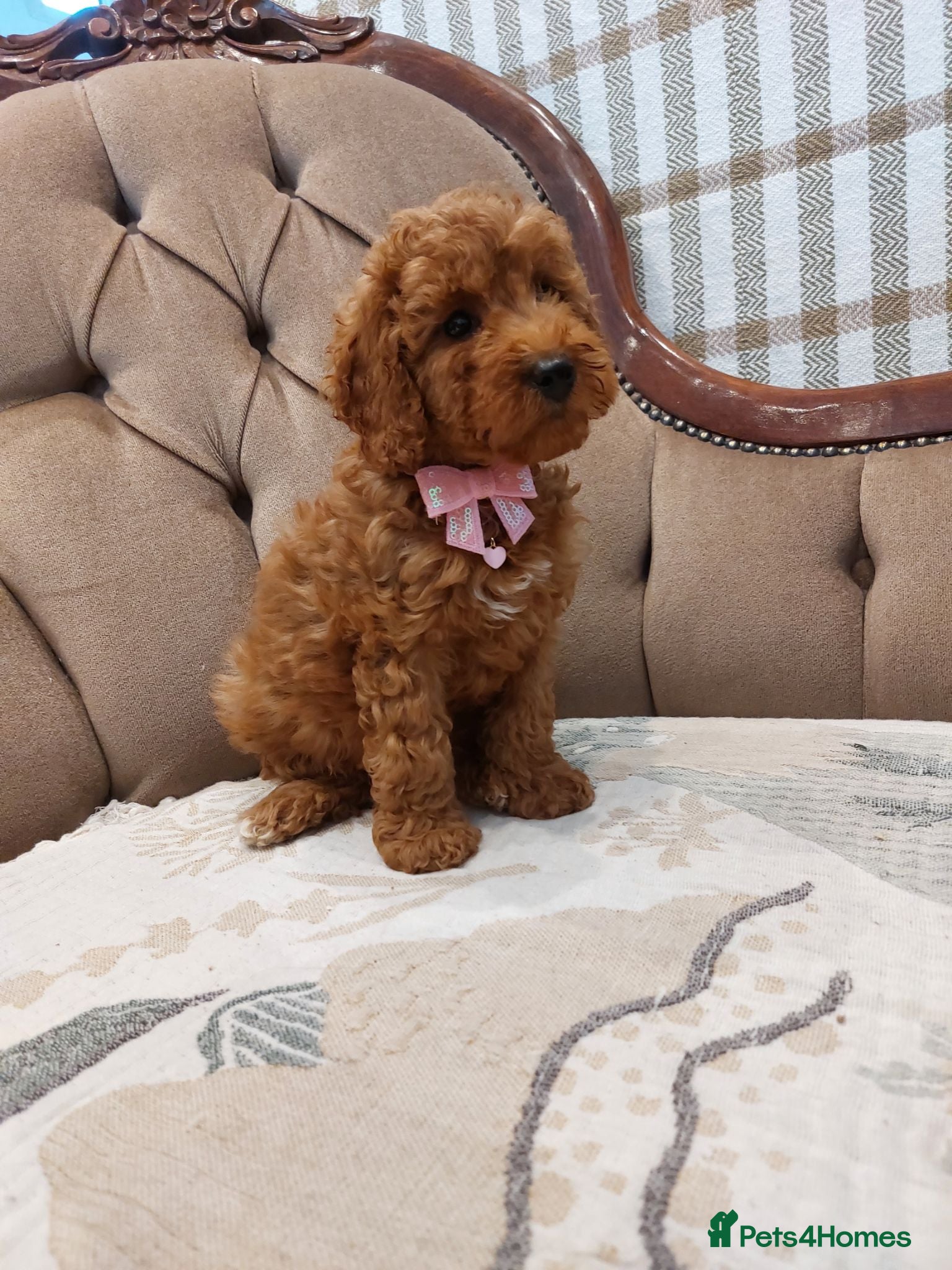 Cavapoo dogs Extensively Health Tested Fox Red Cavapoo puppies - Advert 1