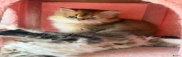 British Longhair cats for sale: Stunning Golden & White British Kittens Vaccinated - Advert 6