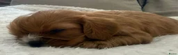 Cavalier King Charles Spaniel dogs for sale: Kennel Club registered ruby Cavalier boy puppies. - Advert 7