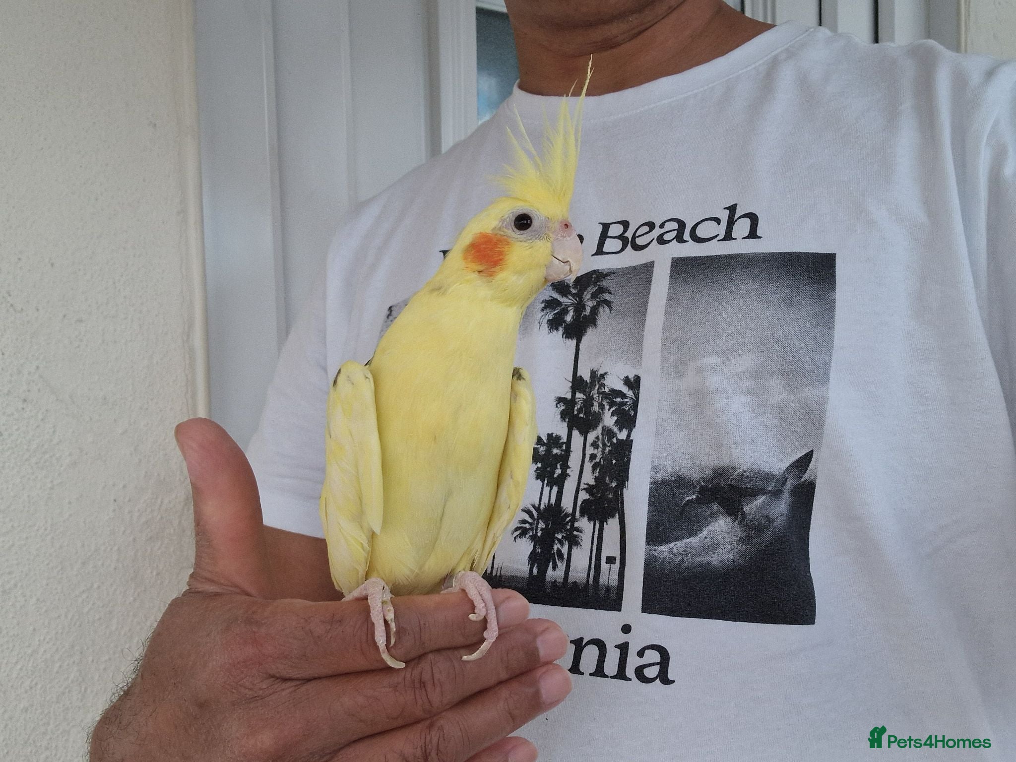 Cockatiels birds Super silly tamed baby cockatiels  - Advert 7