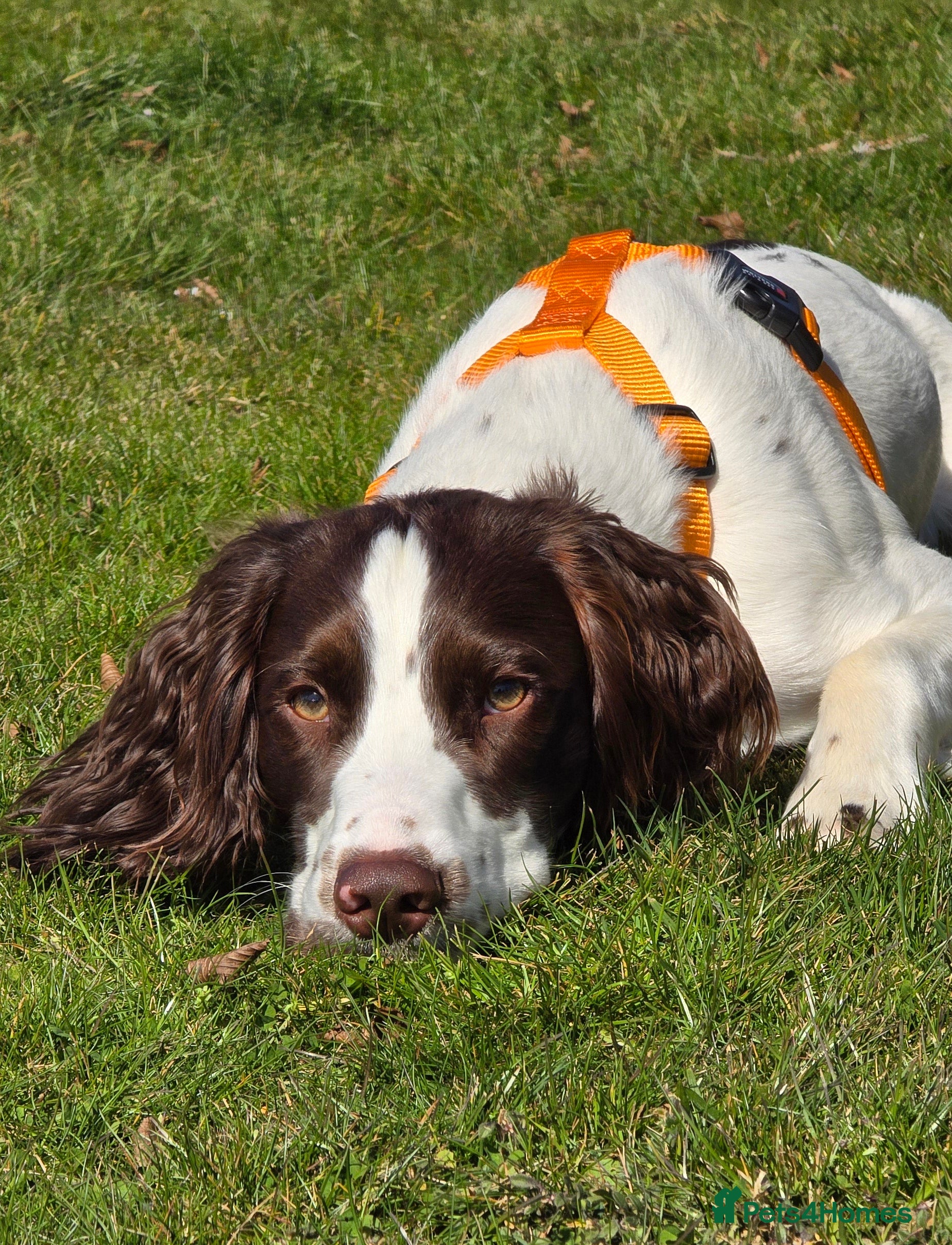 Sprocker dogs Sprocker Ralph - Advert 1