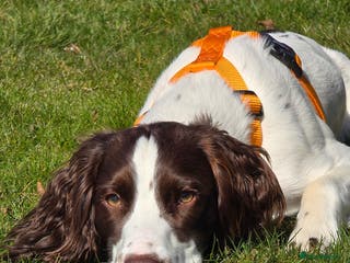 Sprocker dogs Sprocker Ralph - Advert 1