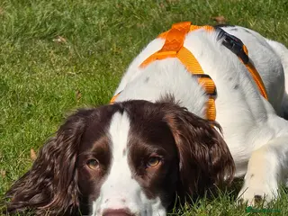 Sprocker dogs Sprocker Ralph - Advert 2