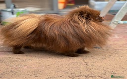 Pomeranian dogs for stud: Amazing Teddy bear chocolate boy for stud 🥰 - Image 17