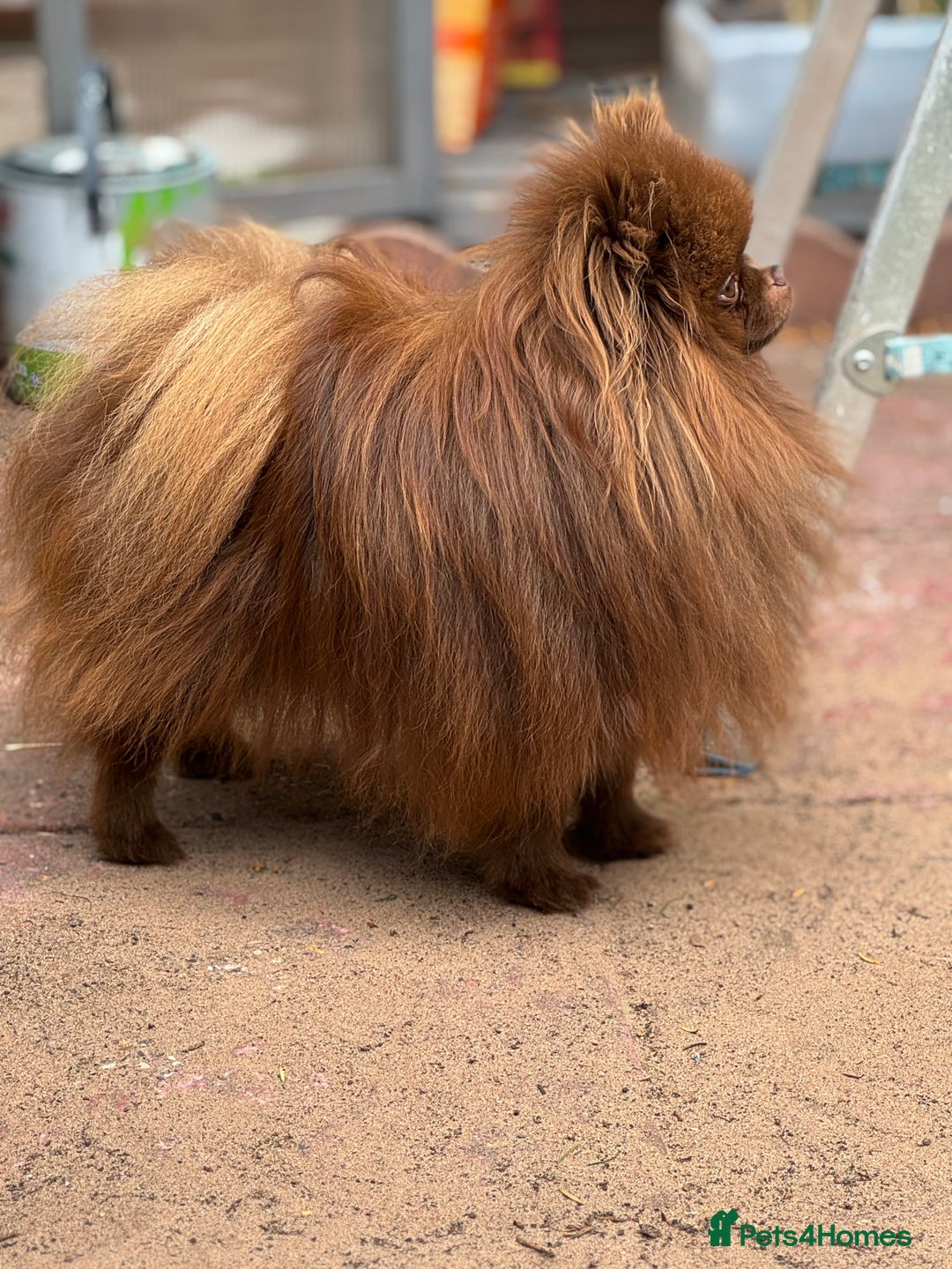 Pomeranian dogs for stud: Amazing Teddy bear chocolate boy for stud 🥰 - Image 17