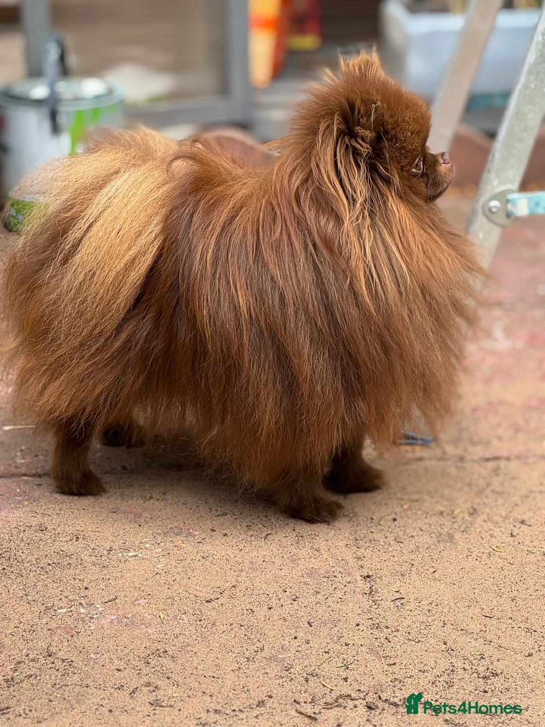 Pomeranian dogs for stud: Amazing Teddy bear chocolate boy for stud 🥰 - Advert 17