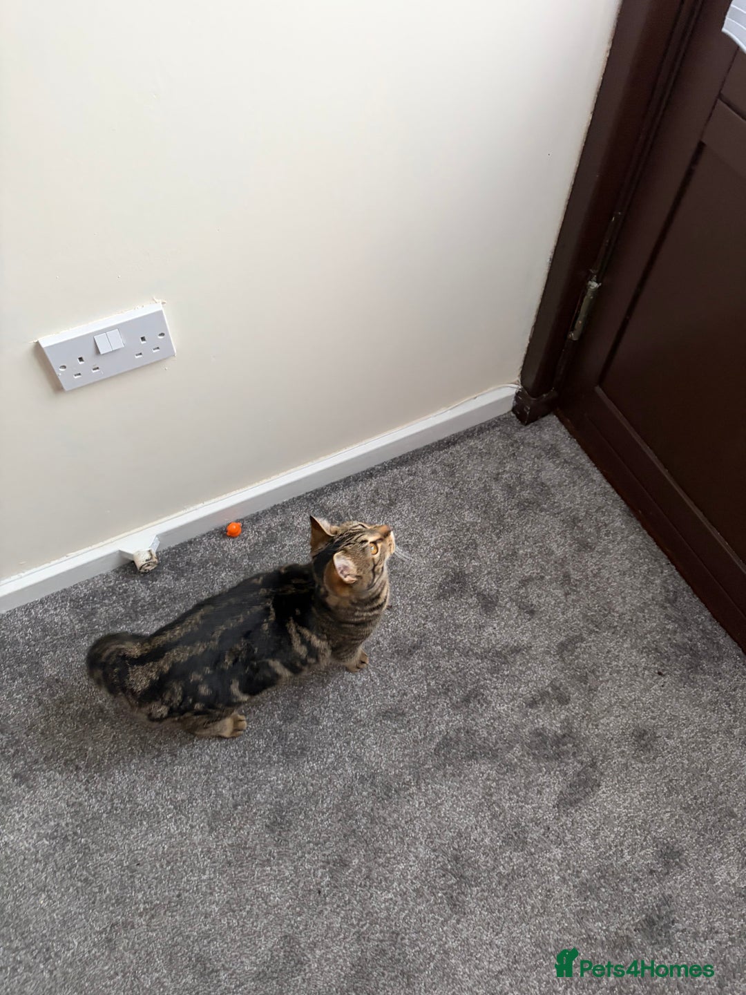 British Shorthair cats for sale: For good home - Advert 2