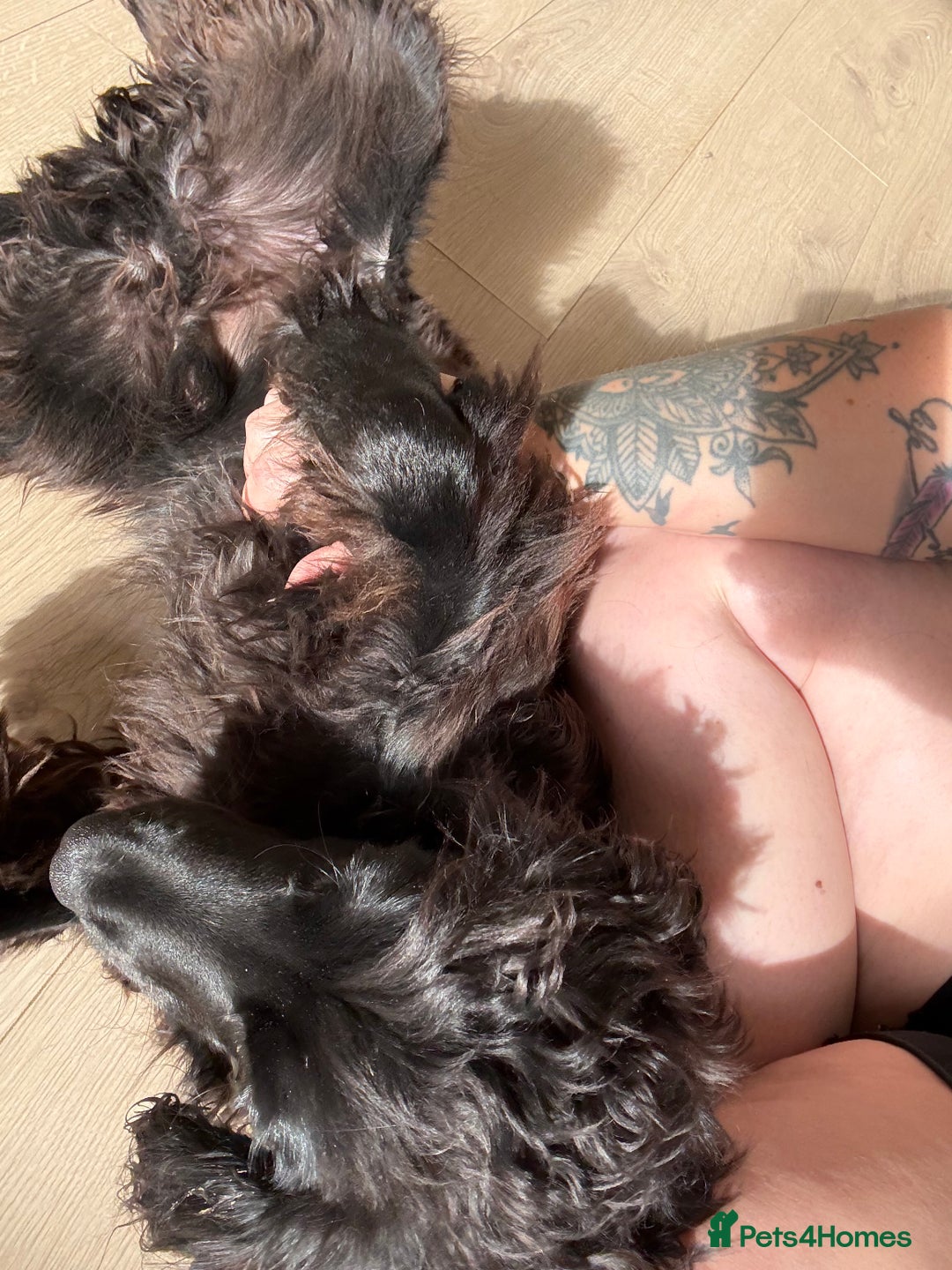 Mixed Breed dogs for sale: Sprocker pup  - Image 5