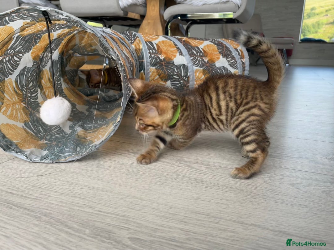 Toyger cats for sale: Full Pedigree Toyger Kittens Last Litter of 2025 - Image 14
