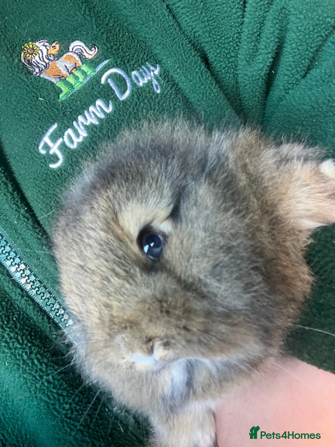 Mini Lion Lop rabbits for sale: Mini lion lop rabbits for sale male and female  - Advert 7