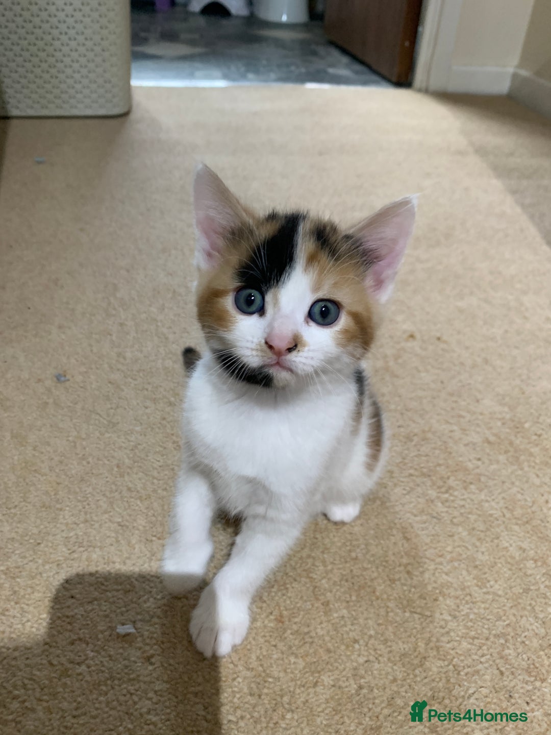 European cats for sale: three little girls and a little boy - Image 3