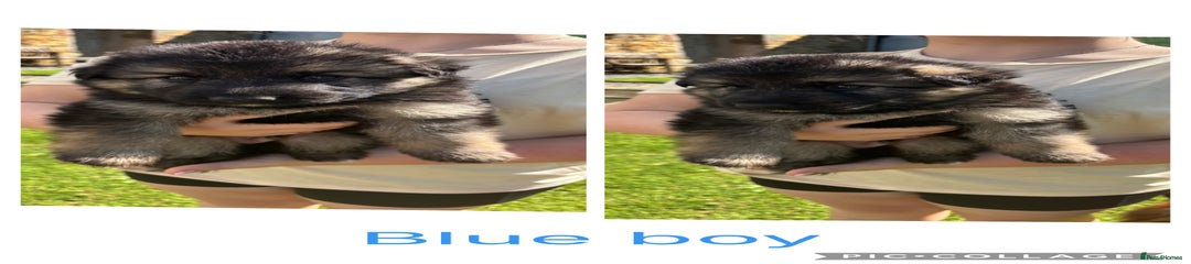 German Shepherd blue collar boy