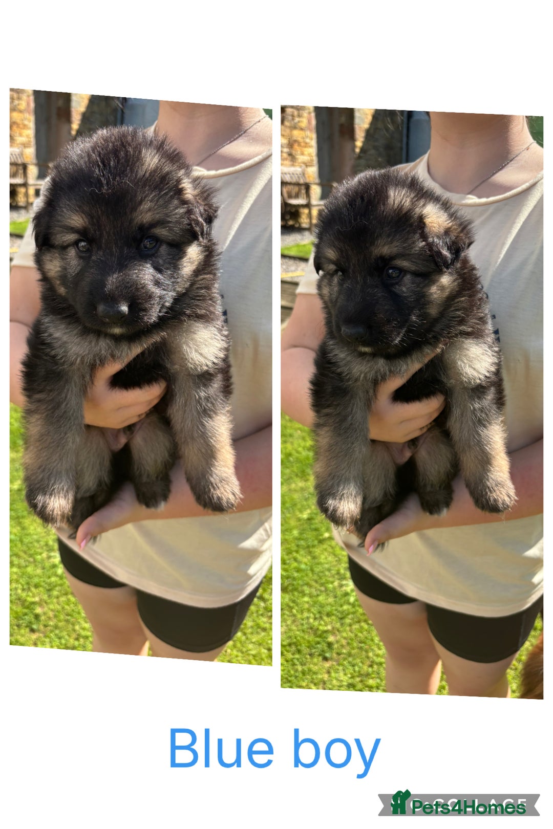 German Shepherd dogs for sale: 8 beautiful long haired German shepherd puppies  - Image 9
