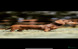 Miniature Dachshund dogs for sale: Miniature Dachshunds  - Image 3