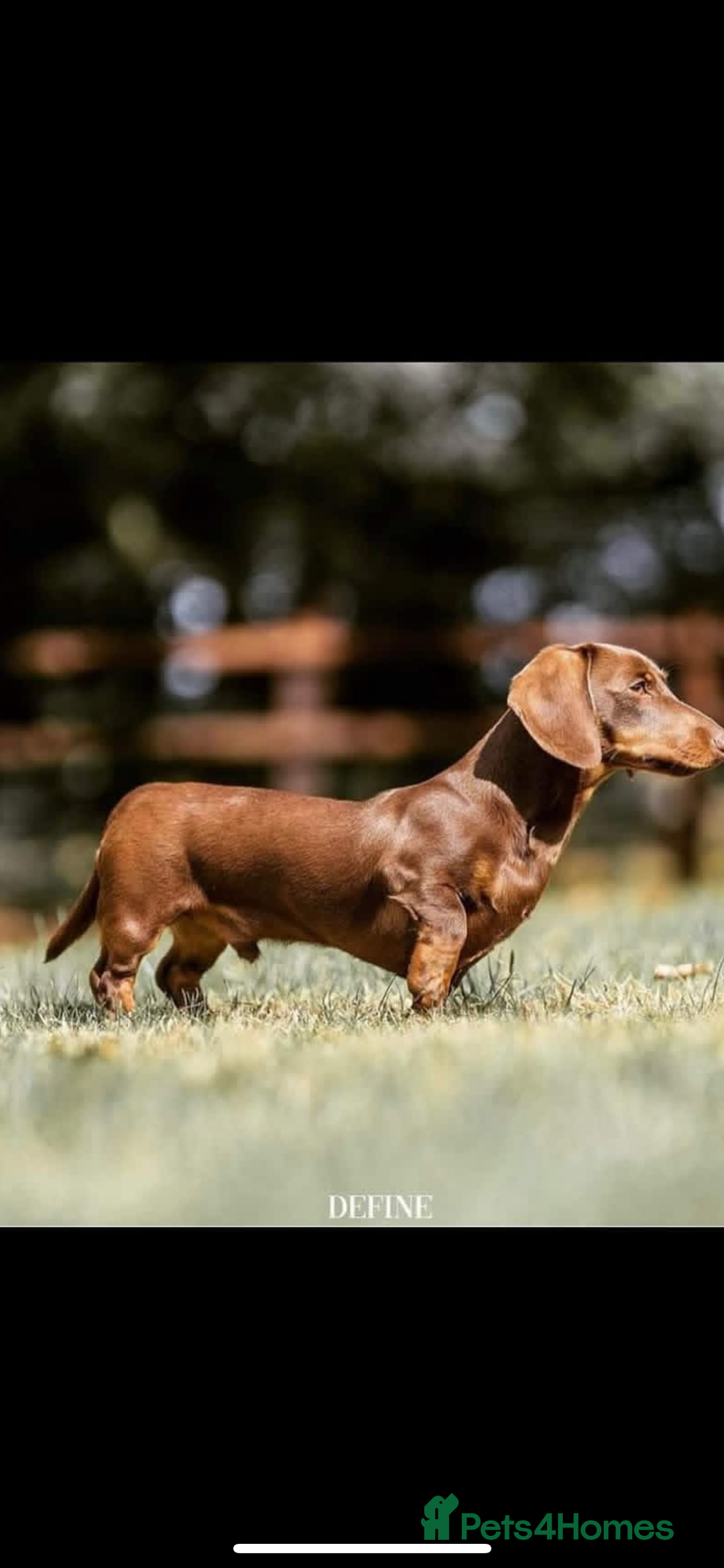 Miniature Dachshund dogs for sale: Miniature Dachshunds  - Image 3