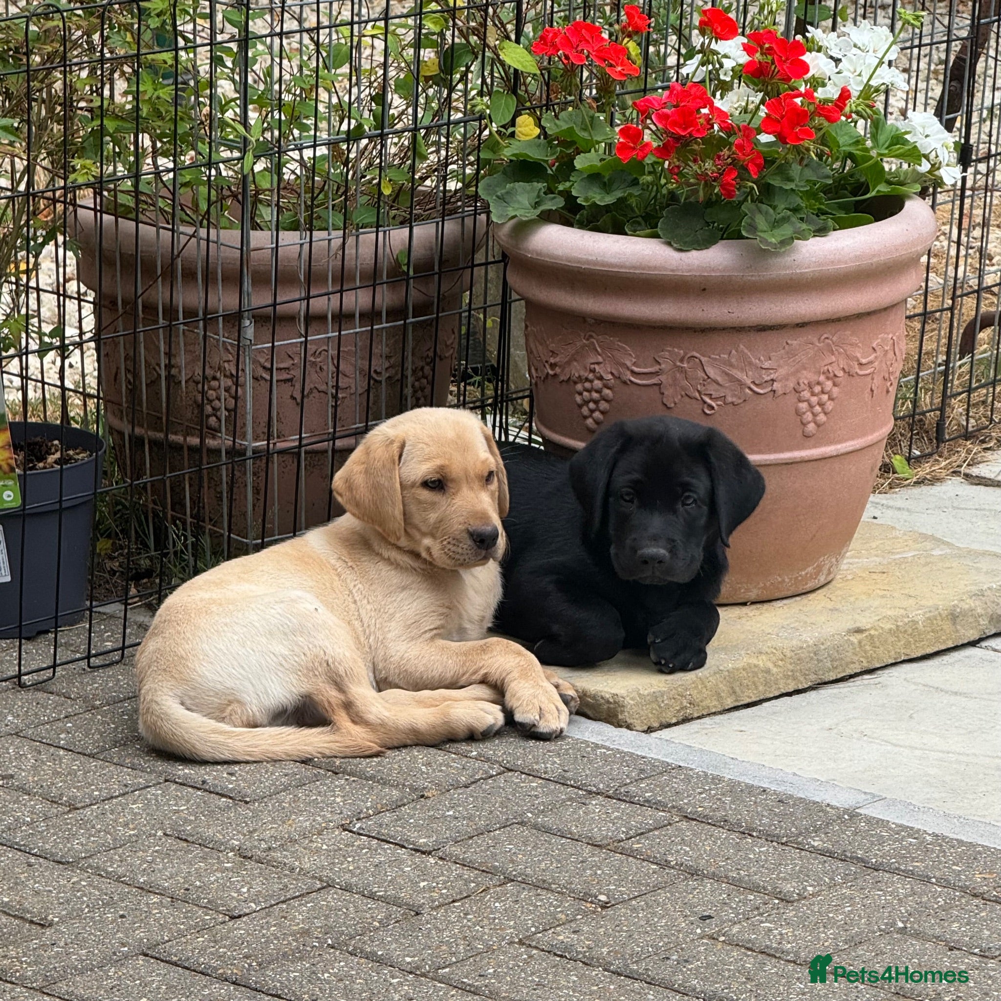 Labrador Retriever dogs 2 kc reg Lab girl pups left looking for homes.  - Advert 4