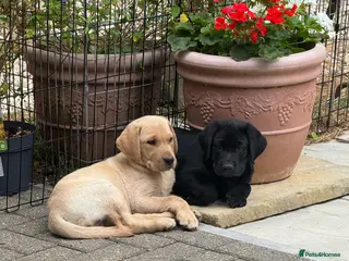 Labrador Retriever dogs 2 kc reg Lab girl pups left looking for homes. - Advert 4