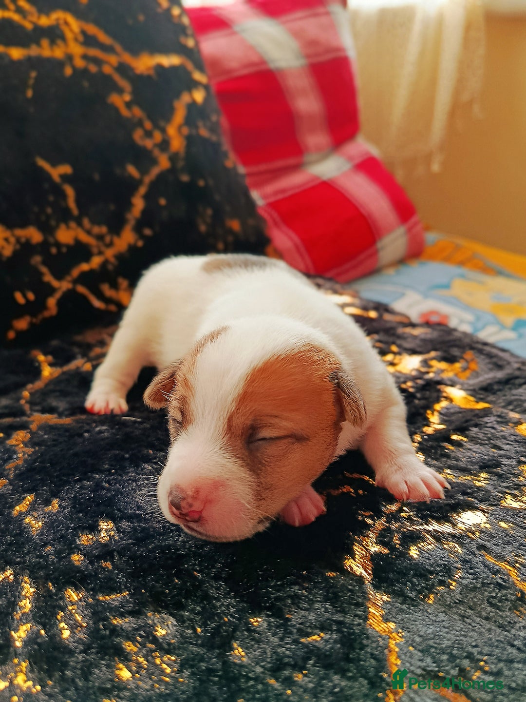 Jack Russell dogs for sale: 🤎🐶 Adorable Jack Russell Terrier Puppies✨ - Advert 18