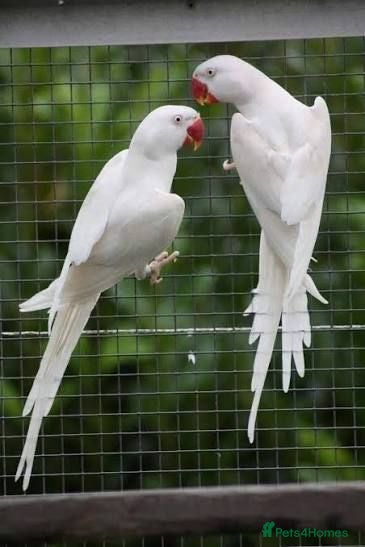 Ringnecks birds Wanted: Albino Ringneck , adult, 2 years or older  - Advert 1