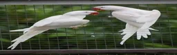 Ringnecks birds for sale: Wanted: Albino Ringneck , adult, 2 years or older  - Advert 1