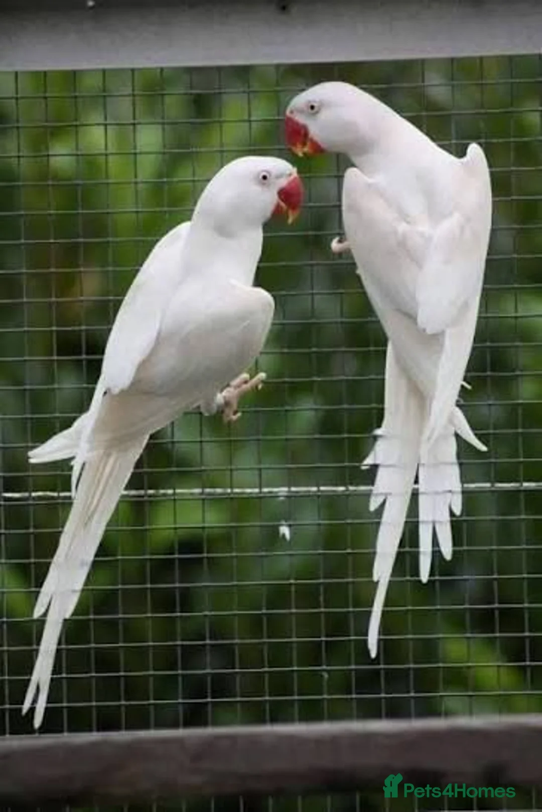 Ringnecks birds for sale: Wanted: Albino Ringneck , adult, 2 years or older  - Advert 1