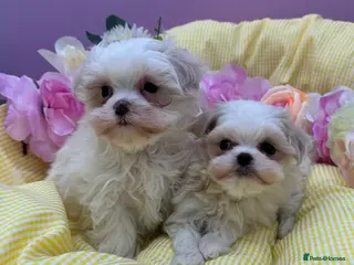 Maltipoo dogs F1B korean maltipoos - Advert 15