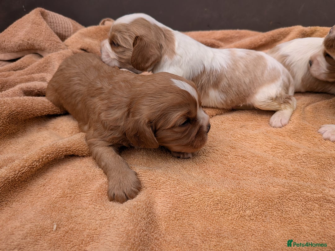 Cavalier King Charles Spaniel dogs for sale: Stunning cavalier puppies  - Image 8