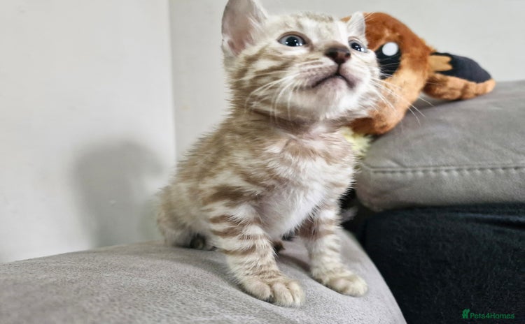 Bengal cats - Advert 10