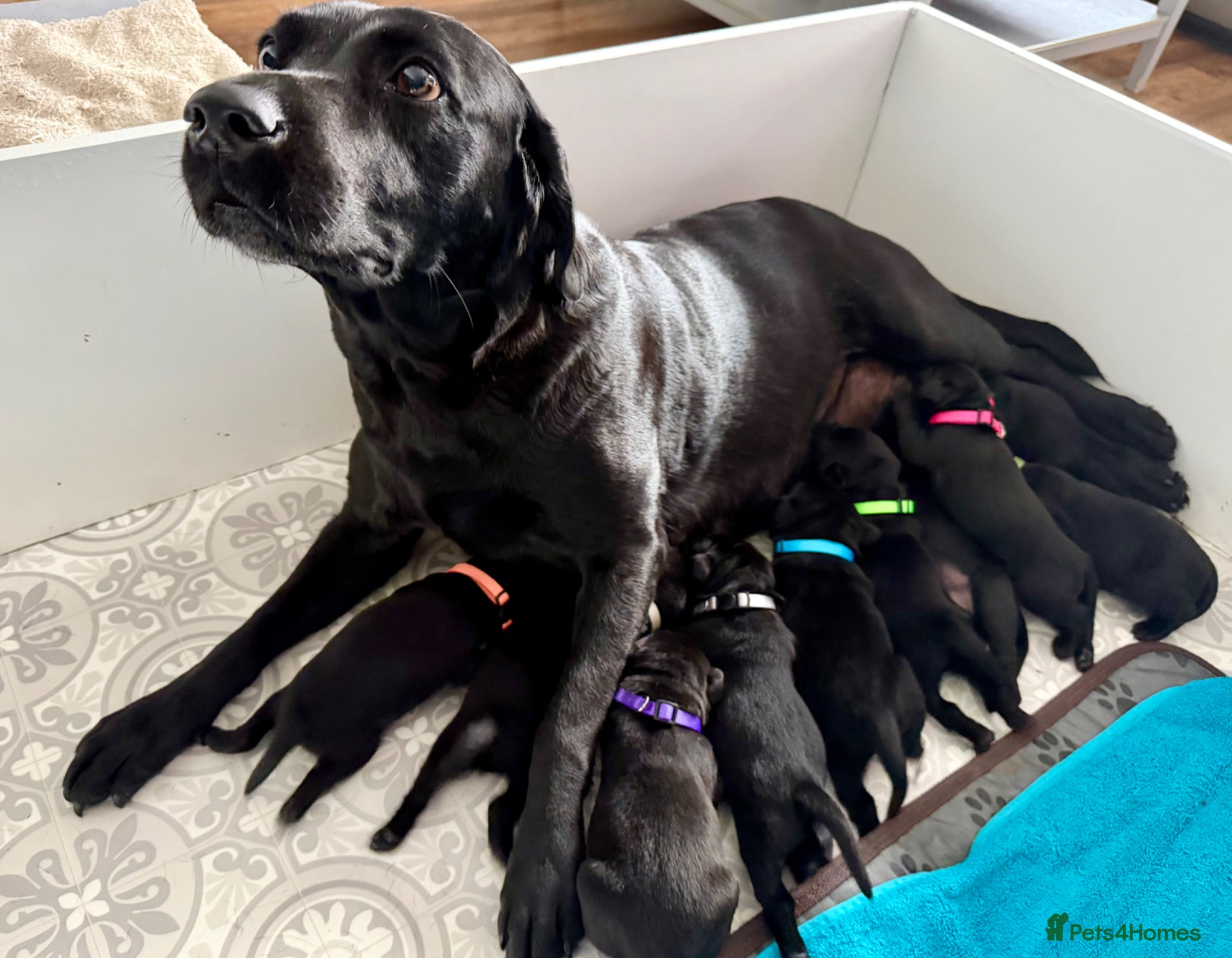 Labrador Retriever dogs 🌟🌟🌟🌟🌟5 star Labrador Retrievers 🌟🌟🌟🌟🌟 - Advert 1