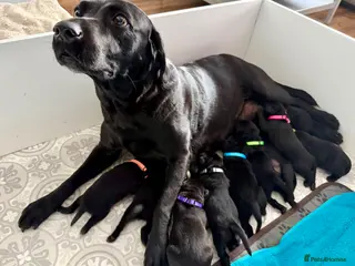 Labrador Retriever dogs 🌟🌟🌟🌟🌟5 star Labrador Retrievers 🌟🌟🌟🌟🌟 - Advert 1