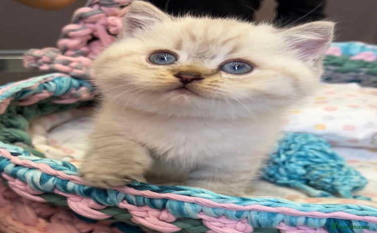 British Shorthair cats - Advert 7