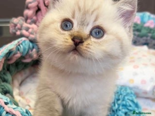 British Shorthair cats - Advert 5