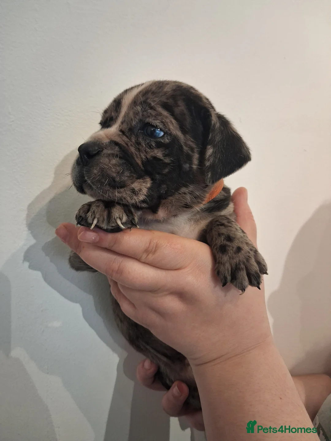 Mixed Breed dogs for sale: Alapaha Blue Blood Bulldog X Cane Corso Puppies  - Advert 14