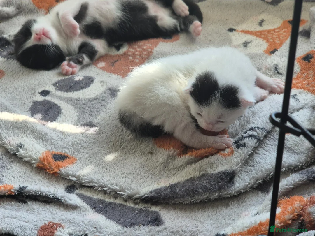 Mixed Breed cats for sale: 2x 10 week old kittens  in Burnley - Advert 7