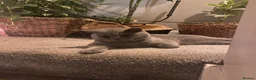 British Shorthair cats for sale: Active registered GCCF/TICA Female Kitten  - Advert 2