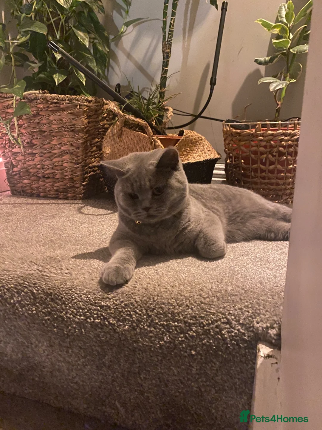 British Shorthair cats for sale: Active registered GCCF/TICA Female Kitten  - Advert 2