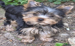 Yorkshire Terrier dogs for sale: KC registered Yorkshire terier puppies!!! 2 GIRLS  - Image 10