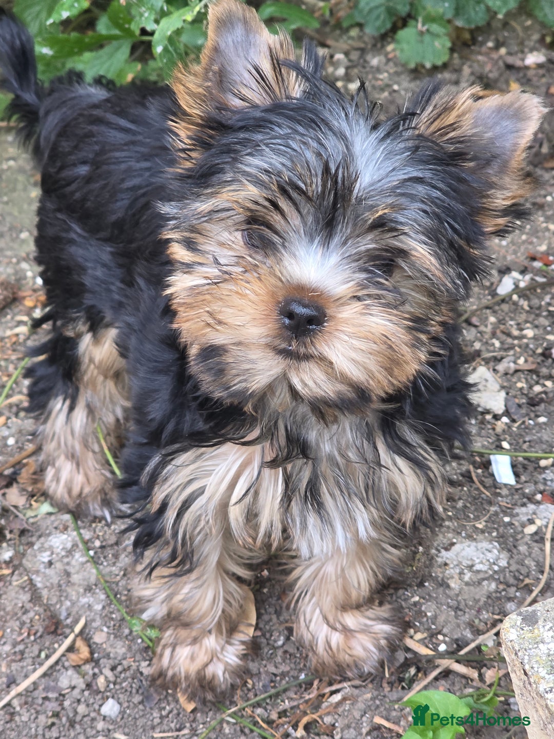 Yorkshire Terrier dogs for sale: KC registered Yorkshire terier puppies!!! 2 GIRLS  - Image 10