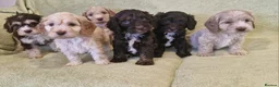 Cockapoo dogs for sale: Cockapoo in Norwich - Advert 3