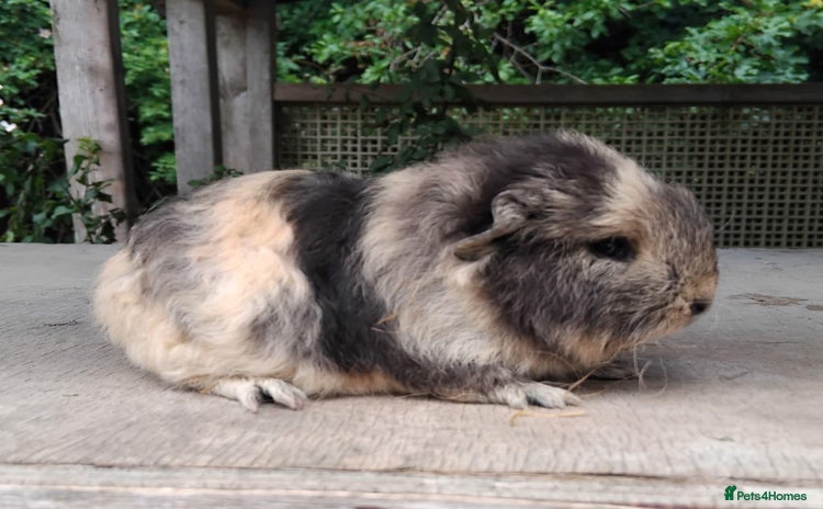 Guinea Pig rodents - Advert 17