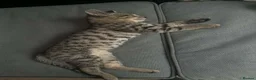 Mixed Breed cats for sale: Bengal cross kittens - Advert 3