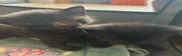 Mixed Breed cats for sale: 2 gorgeous black boys - Advert 10