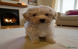 Poochon dogs for sale: Beautiful Poochon Boy Puppy - Image 5