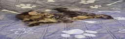 Mixed Breed cats for sale: Gorgeous kittens 2 long hair and 1 short  - Advert 1